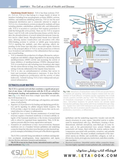 Robbins, Cotran & Kumar Pathologic Basis of Disease (Robbins Pathology) 11th Edition