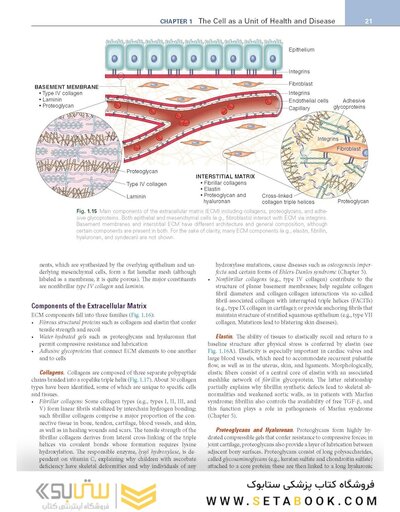 Robbins, Cotran & Kumar Pathologic Basis of Disease (Robbins Pathology) 11th Edition