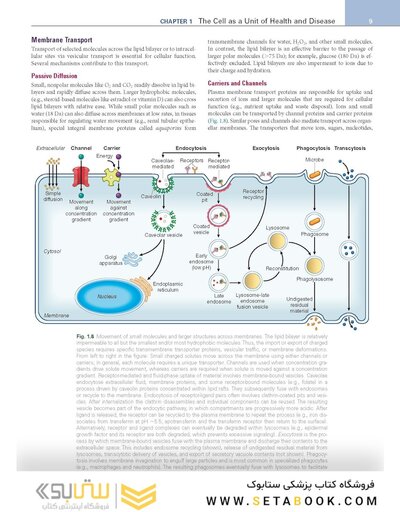 Robbins, Cotran & Kumar Pathologic Basis of Disease (Robbins Pathology) 11th Edition