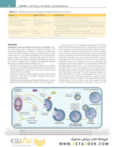 Robbins, Cotran & Kumar Pathologic Basis of Disease (Robbins Pathology) 11th Edition