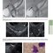 The Principles of Harrison’s Internal Medicine: Gastrointestinal Diseases 2026