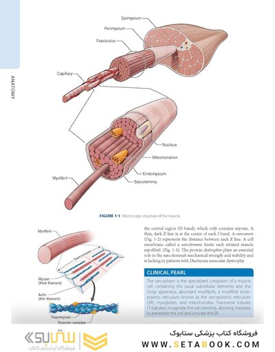 Dutton's Orthopaedic: Examination, Evaluation and Intervention, Seventh Edition