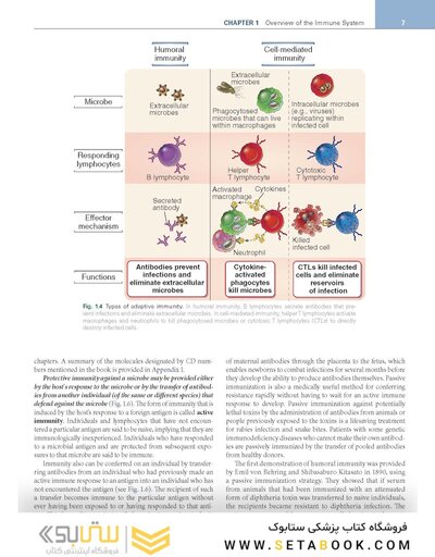 Cellular and Molecular Immunology 11th Edition