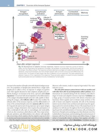 Cellular and Molecular Immunology 11th Edition
