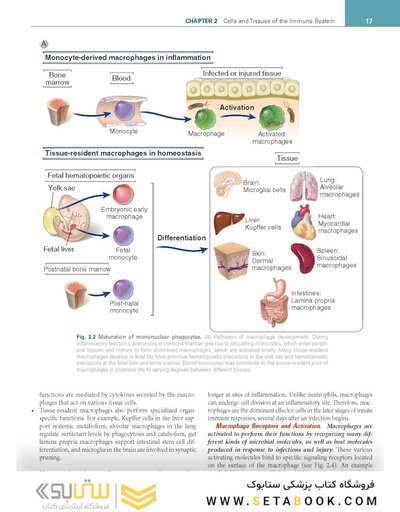 Cellular and Molecular Immunology 11th Edition