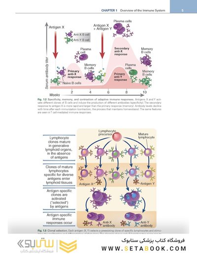 Cellular and Molecular Immunology 11th Edition