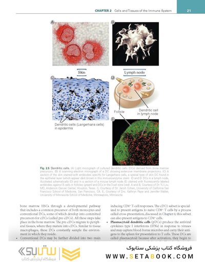 Cellular and Molecular Immunology 11th Edition
