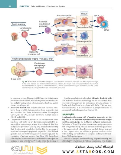 Cellular and Molecular Immunology 11th Edition