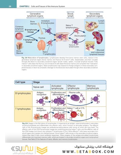 Cellular and Molecular Immunology 11th Edition