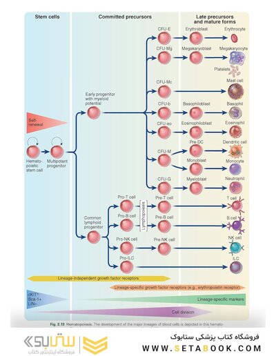 Cellular and Molecular Immunology 11th Edition