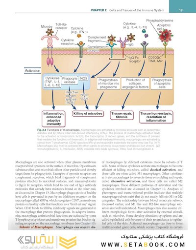 Cellular and Molecular Immunology 11th Edition