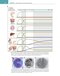 Cellular and Molecular Immunology 11th Edition