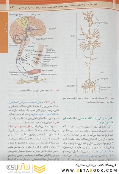 فیزیولوژی پزشکی گایتون و هال 2026 جلد دوم