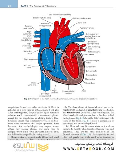 Procedures in Phlebotomy 5th Edition