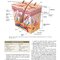 Procedures in Phlebotomy 5th Edition