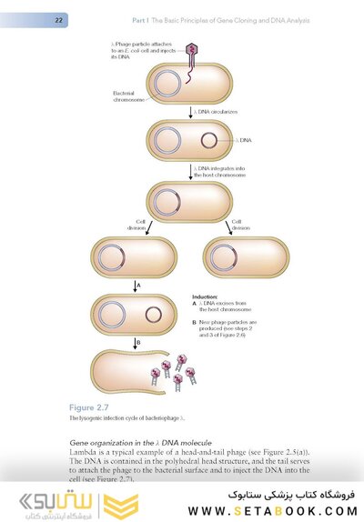 Gene Cloning and DNA Analysis: An Introduction 9th Edition