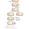 Gene Cloning and DNA Analysis: An Introduction 9th Edition
