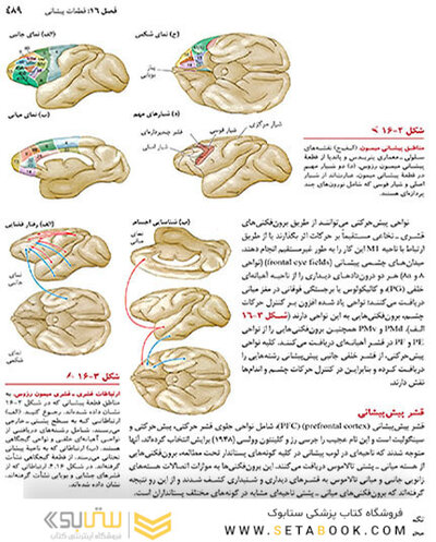مبانی نوروسایکولوژی انسان 2021 جلد دوم - ویراست هشتم