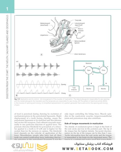 The Digestive System: Systems of the Body Series 3rd Edition