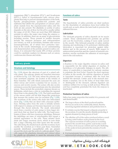 The Digestive System: Systems of the Body Series 3rd Edition