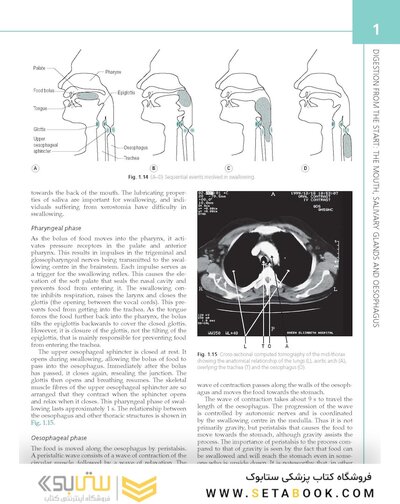 The Digestive System: Systems of the Body Series 3rd Edition