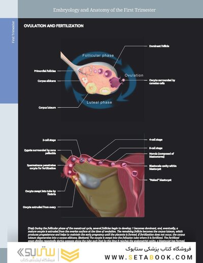 Diagnostic Imaging: Obstetrics 5th Edition