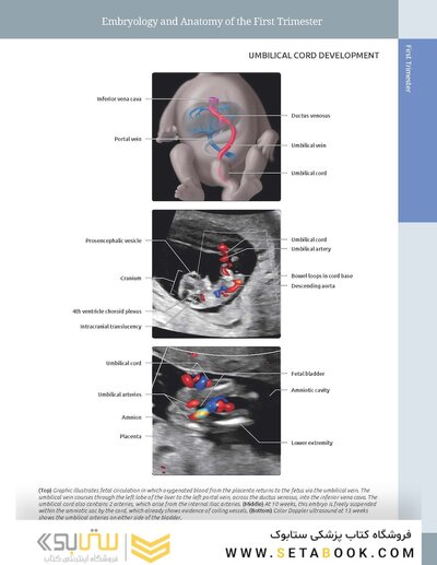 Diagnostic Imaging: Obstetrics 5th Edition
