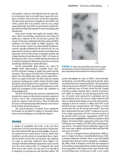 Jawetz Melnick & Adelbergs Medical Microbiology 28 E