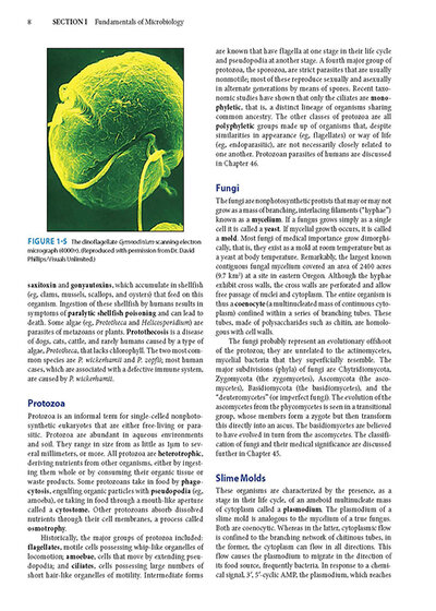 Jawetz Melnick & Adelbergs Medical Microbiology 28 E