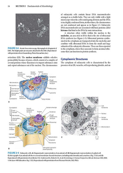 Jawetz Melnick & Adelbergs Medical Microbiology 28 E
