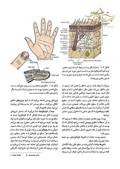 آناتومی بالینی اسنل تنه جلداول  2019