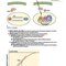 BRS Pharmacology 7th Edition