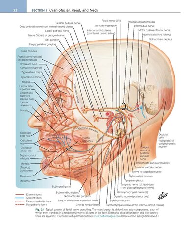 Review of Plastic Surgery