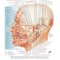 Review of Plastic Surgery