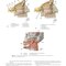 Review of Plastic Surgery