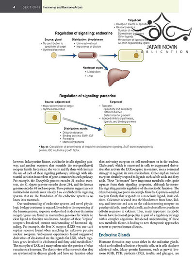2020 Williams Textbook of Endocrinology 14th Edition