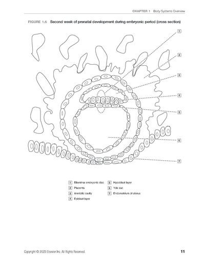Dental Anatomy Coloring Book 4th Edition