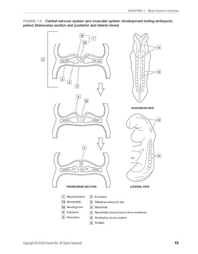 Dental Anatomy Coloring Book 4th Edition