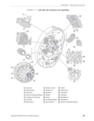 Dental Anatomy Coloring Book 4th Edition