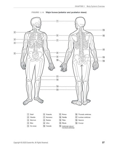 Dental Anatomy Coloring Book 4th Edition