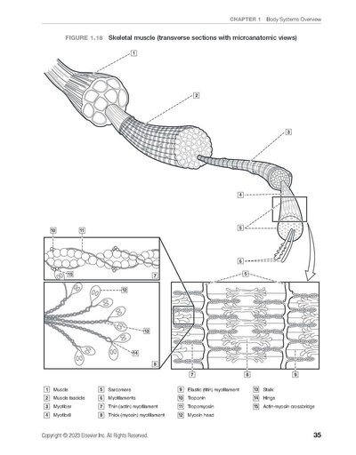 Dental Anatomy Coloring Book 4th Edition