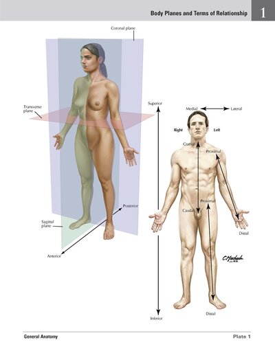 Netter Atlas of HUMAN ANATOMY 8e 2023 (تحریر)