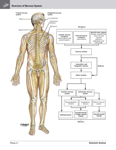 Netter Atlas of HUMAN ANATOMY 8e 2023 (تحریر)