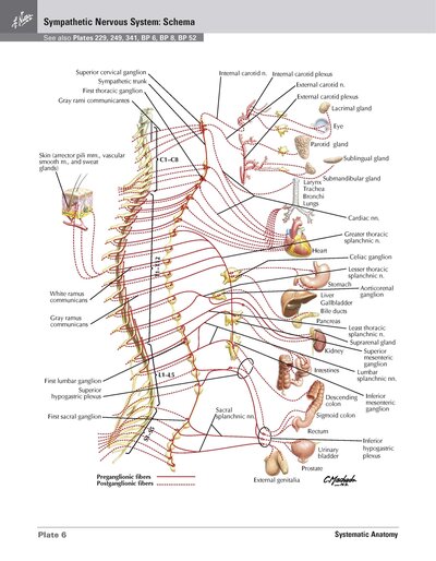 Netter Atlas of HUMAN ANATOMY 8e 2023 (تحریر)