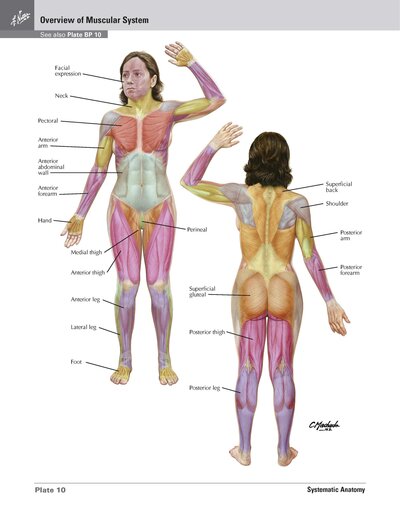 Netter Atlas of HUMAN ANATOMY 8e 2023 (تحریر)