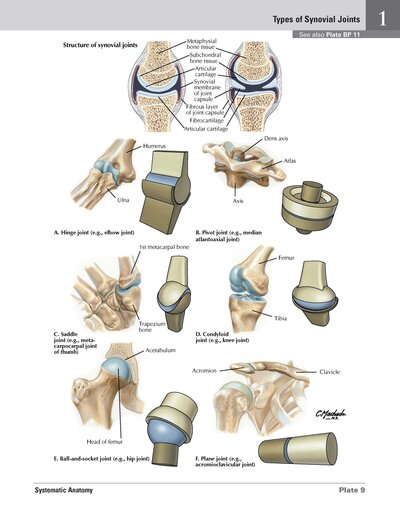 Netter Atlas of HUMAN ANATOMY 8e 2023 (تحریر)
