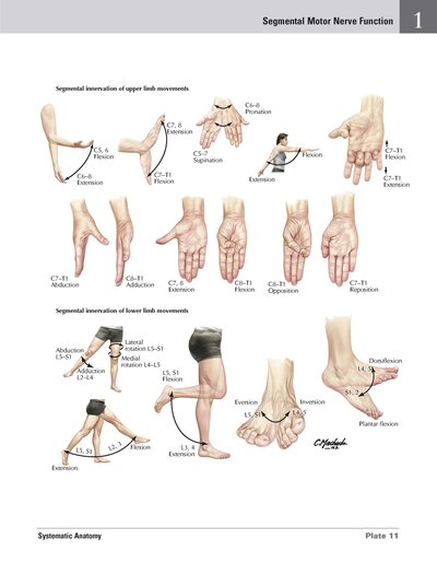Netter Atlas of HUMAN ANATOMY 8e 2023 (تحریر)