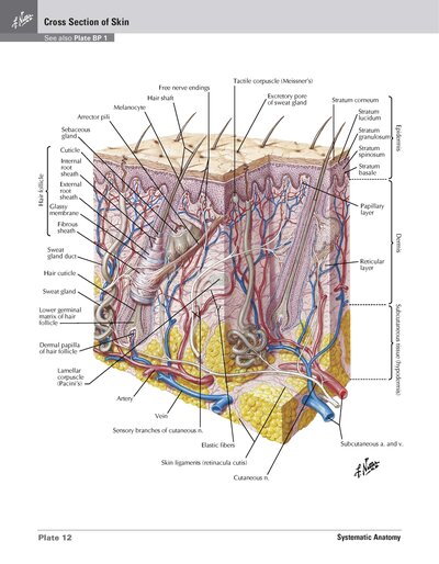 Netter Atlas of HUMAN ANATOMY 8e 2023 (تحریر)