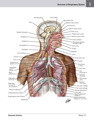 Netter Atlas of HUMAN ANATOMY 8e 2023 (تحریر)