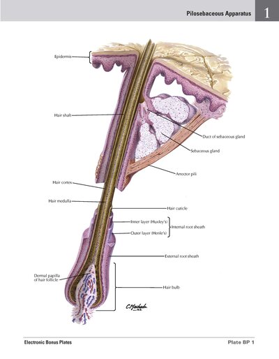 Netter Atlas of HUMAN ANATOMY 8e 2023 (تحریر)